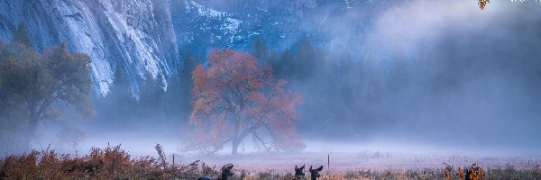Sarny, Kalifornia, Drzewa, Mgła, Park Narodowy Yosemite, Góry, Jesień, Stany Zjednoczone