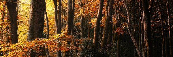 Liście, Las, Pożółkłe, Jesień, Drzewa, Rozświetlone