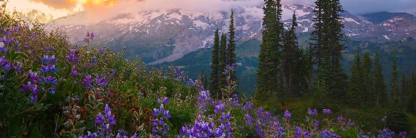 Chmury, Góry, Stany Zjednoczone, Kwiaty, Drzewa, Łąka, Łubin, Stratowulkan Mount Rainier, Park Narodowy Mount Rainier, Stan Waszyngton