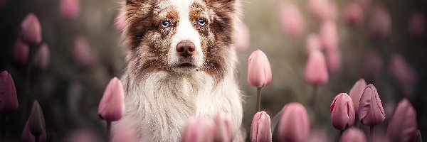 Border collie, Tulipany, Różowe, Pies