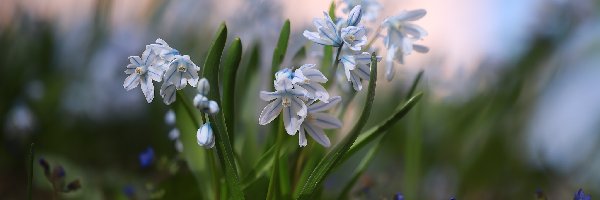 Kwiaty, Białoniebieskie, Puszkinia cebulicowata