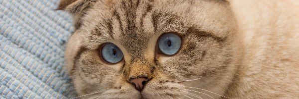 Spojrzenie, Oczy, Niebieskie, Kot szkocki zwisłouchy