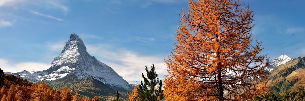 Drzewa, Jesień, Góry, Szczyt Matterhorn, Góra, Szwajcaria, Modrzewie, Alpy Pennińskie, Żółte