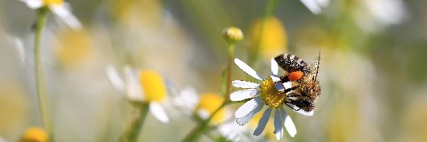 Rumianek, Makro, Pszczoła, Kwiaty