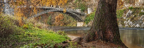 Most, Rzeka, Szkocja, Rośliny, Spey River, Craigellachie Bridge, Drzewo, Jesień