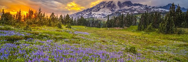 Łąka, Mount Rainier, Park Narodowy Mount Rainier, Waszyngton, Stany Zjednoczone, Zachód słońca, Góry, Stratowulkan, Łubin