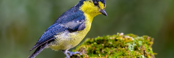 Ptak, Mech, Sikora żółtogardła, Żółto-niebieski
