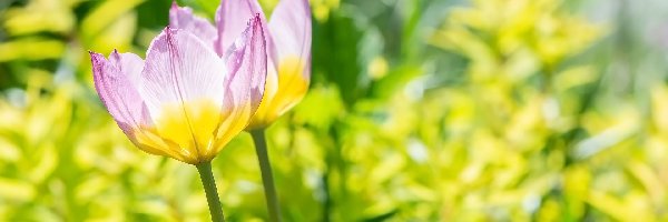 Tulipany, Rożówo-żółte, Kwiaty