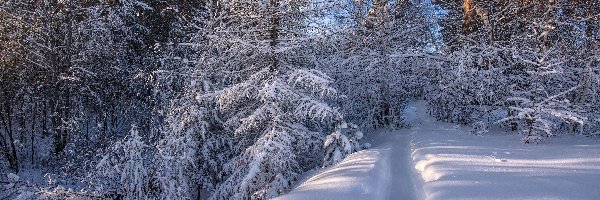 Droga, Las, Drzewa, Śnieg, Zaśnieżony, Zima