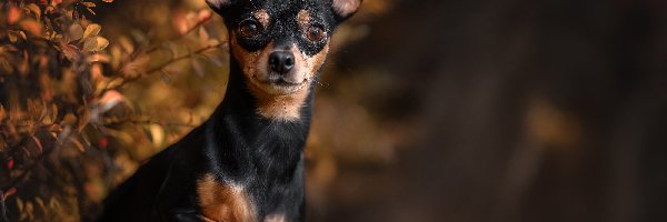 Pies, Berberys, Krzew, Chihuahua