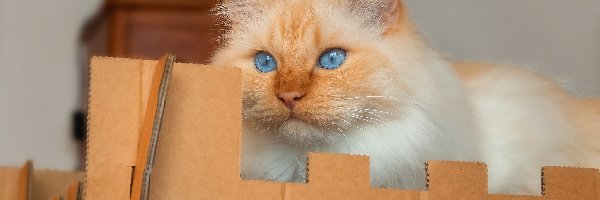 Karton, Kot, Błękitnooki