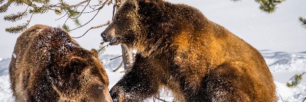 Dwa, Zima, Niedźwiedzie brunatne, Drzewa, Śnieg