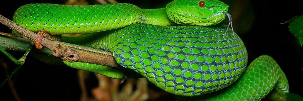 Żmija zielona, Wąż, Zielony