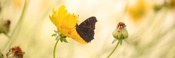 Żółty, Nachyłek, Kwiat, Motyl
