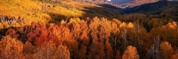Kolorado, Las, Drzewa, Stany Zjednoczone, Jesień, Góry