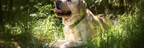Labrador retriever, Język, Trawa, Pies
