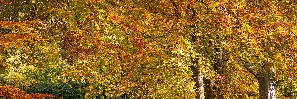 Jesień, Pożółkłe, Park, Ławka, Drzewa