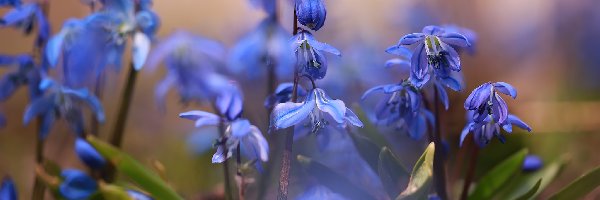 Kwiaty, Zbliżenie, Niebieskie, Cebulice syberyjskie