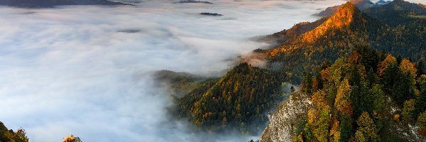 Polska, Opadająca, Mgła, Skały, Góry, Pieniny, Drzewa