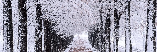 Zima, Ośnieżone, Droga, Śnieg, Drzewa