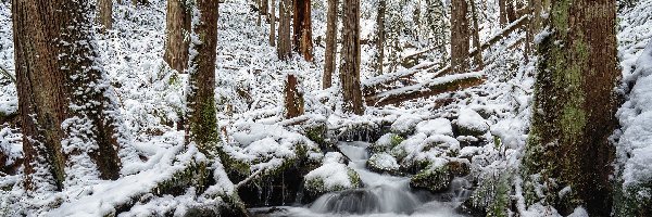Zima, Śnieg, Las, Drzewa, Strumyk