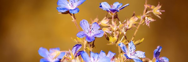 Kwiaty, Zbliżenie, Niebieskie, Bodziszek