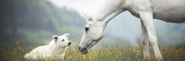 Koń, Biały owczarek szwajcarski, Pies, Biały