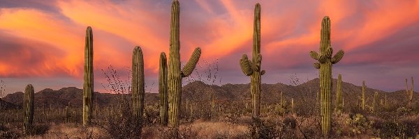 Kaktusy, Góry, Stany Zjednoczone, Arizona, Park Narodowy Saguaro, Karnegie olbrzymie, Trawa, Zachód słońca