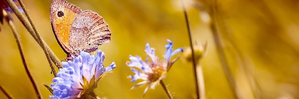 Kwiaty, Strzępotek ruczajnik, Motyl