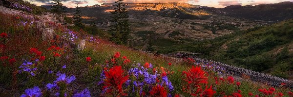 Kwiaty, Łąka, Wulkan, Góra, Góry Kaskadowe, Stany Zjednoczone, Stan Waszyngton, Mount St Helens, Chmury