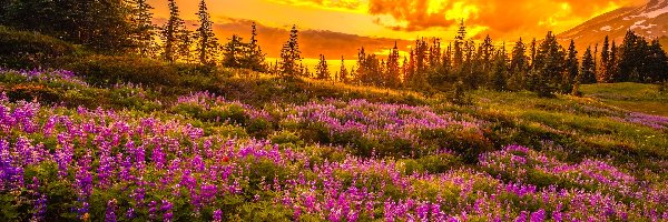 Drzewa, Park Narodowy Mount Rainier, Zachód słońca, Waszyngton, Stany Zjednoczone, Łubin, Łąka