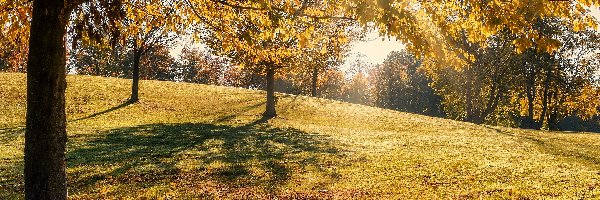 Park, Słońce, Drzewa, Jesień