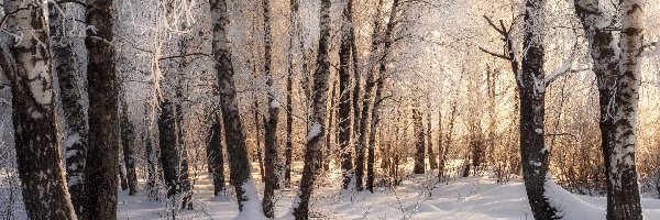 Gałęzie, Las, Drzewa, Poranek, Śnieg, Zima