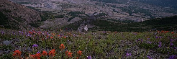 Kwiaty, Góry Kaskadowe, Stratowulkan, Stan Waszyngton, Stany Zjednoczone, Łąka, Mount St Helens