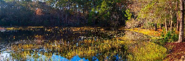 St. Marks National Wildlife Refuge, Jezioro, Mokradła, Floryda, Stany Zjednoczone, Drzewa, Szuwary