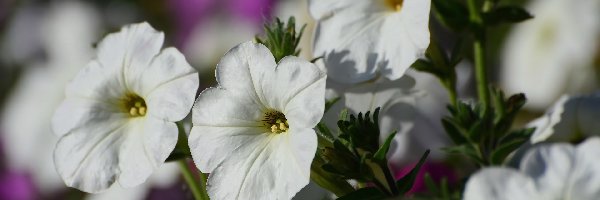 Petunie, Białe, Kwiaty