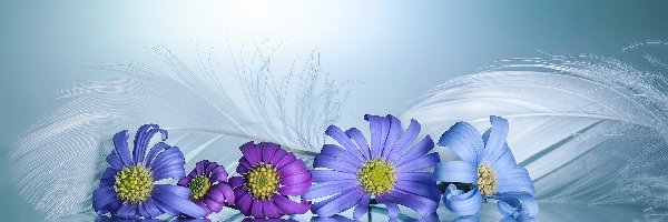 Niebieskie, Zbliżenie, Piórka, Kwiaty