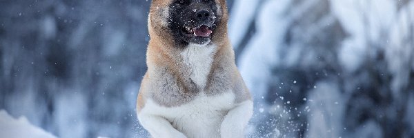 Zima, Akita amerykańska, Pies, Zbliżenie, Śnieg