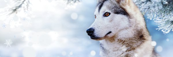 Gałąź, Zima, Śnieg, Profil, Siberian husky, Pies