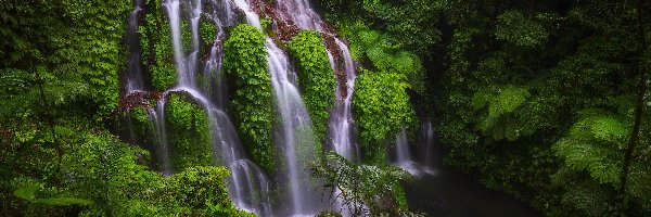Roślinność, Okręg Buleleng, Las tropikalny, Bali, Indonezja, Banyu Wana Amertha Falls, Wodospad