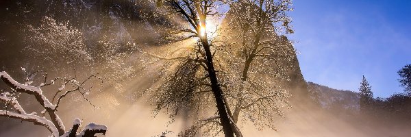Słońce, Przebijające światło, Góry, Śnieg, Zima, Stany Zjednoczone, Kalifornia, Drzewo, Park Narodowy Yosemite