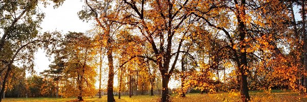 Jesień, Drzewa, Liście, Niebo, Park