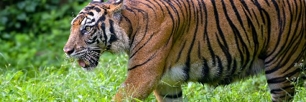 Trawa, Zbliżenie, Tygrys bengalski