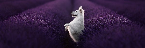 Biały owczarek szwajcarski, Lawenda, Pole, Pies