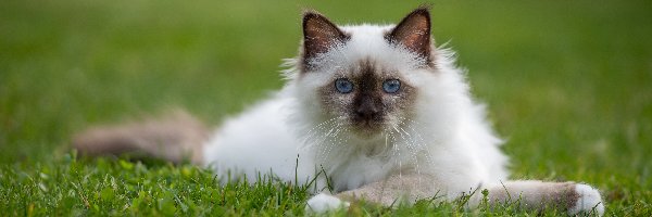 Trawnik, Kot ragdoll, Biało‑szary