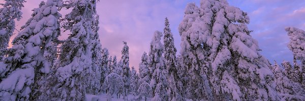 Zima, Zaśnieżone, Śnieg, Drzewa, Gałęzie