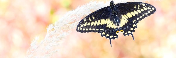 Czarny, Papilio polyxenes, Motyl, Trawa, Źdźbło