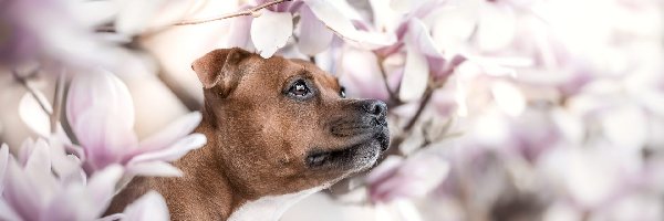 Pies, Magnolie, Kwiaty, Brązowy
