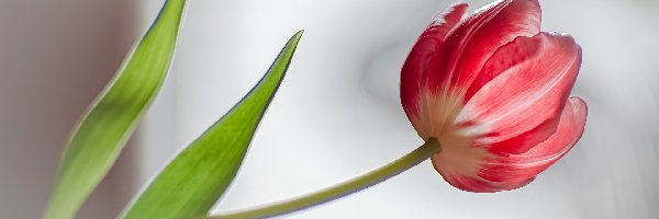 Tulipan, Liście, Dwa, Czerwony