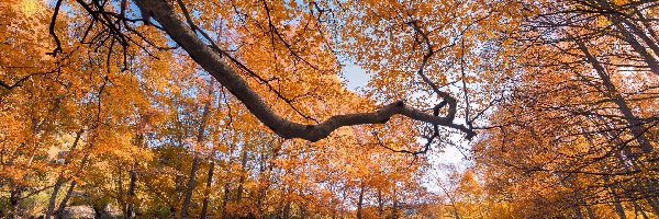 Jesień, Kamienie, Liście, Drzewa